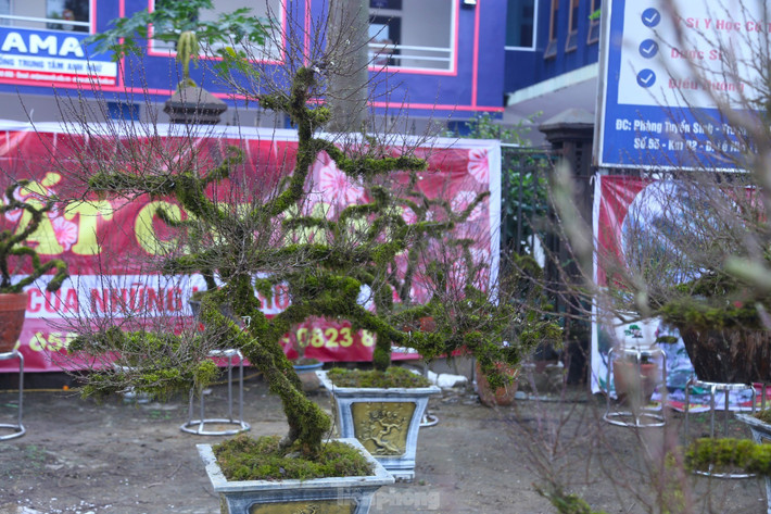 Anh Toản cho biết, cây nhất chi mai trên có dáng thác đổ, hoa nhiều, gần 10 năm tuổi, được bán với giá 22 triệu đồng.