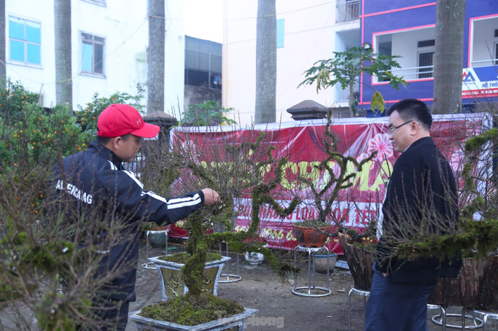 Dù không hề rẻ nhưng nhất chi mai vẫn hút khách mua.