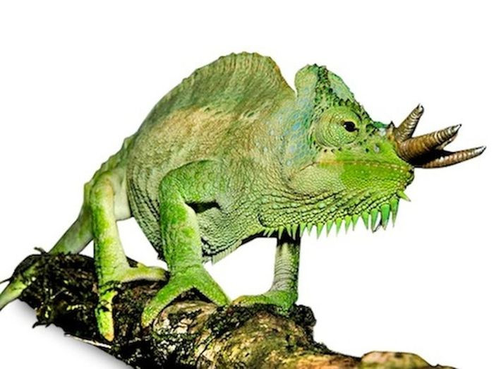 Tắc kè 4 sừng có hình dáng bên ngoài rất giống một con rồng con. Chúng thường phát huỳnh quang màu xanh lá cây và màu vàng.