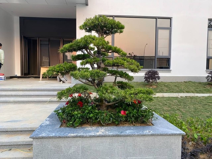 Từ xa xưa đến nay, cây cảnh tùng La Hán thường được các gia đình giàu có yêu thích. Dù là khu vườn nhỏ, trong sân hay trong nhà, nhiều gia đình giàu có đều thích bày cây cảnh tùng La Hán.