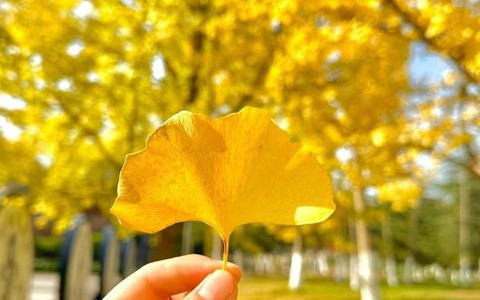 Lá bạch quả có màu xanh vào mùa xuân và mùa hè, giống như những chiếc quạt nhỏ. Đặc biệt, tán lá màu xanh mướt của chúng sẽ biến thành vào vàng rực vào cuối thu, đầu đông.