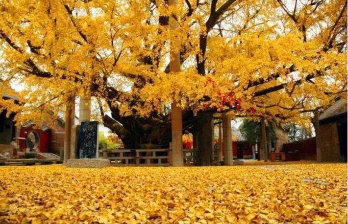 Khi lá rụng, chúng phủ lên mặt đất một tấm chăn vàng dày đặc, càng có ý nghĩa về tài lộc và sự giàu có. Cây cảnh bạch quả được người xưa coi là “cây cát tường” và thường được trồng trước và sau nhà của những người có chức quyền.