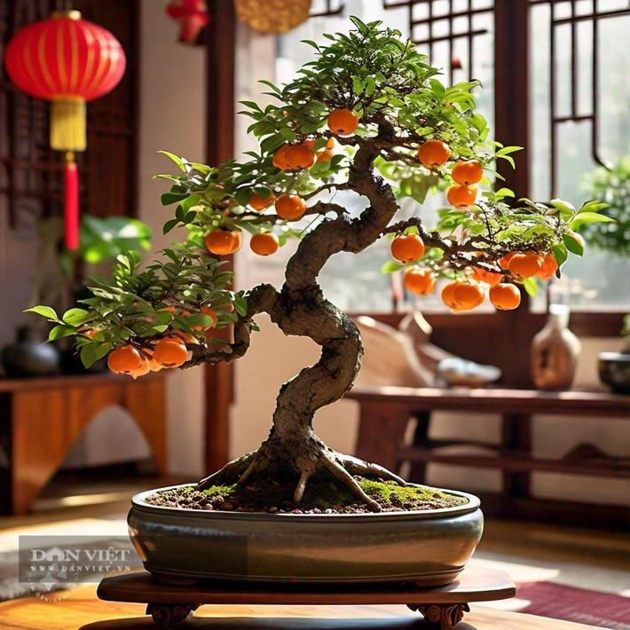 Đó chính là vẻ đẹp của cây cảnh hồng đá. Nó có tên tiếng Anh là Diospyros cathayensis hoặc Cathay persimmon, có giá trị làm cảnh rất cao kể cả khi chúng chỉ có lá, ra hoa hoặc ra quả.