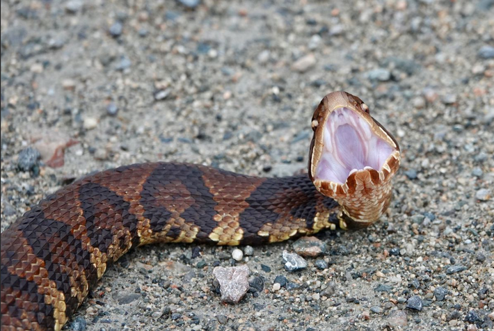 Nọc độc mạnh cùng khả năng ngụy trang hoàn hảo khiến Cottonmouth trở thành nỗi khiếp sợ cho nhiều loài động vật và cả con người. Cottonmouth nổi tiếng với khả năng tấn công con mồi với tốc độ đáng kinh ngạc.
