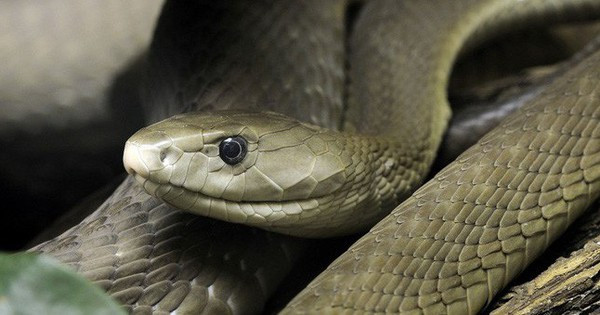 Điểm nổi bật nhất của Mamba đen chính là tốc độ di chuyển phi thường. Chúng có thể đạt vận tốc lên đến 20 km/h trên mặt đất, tương đương với tốc độ của một chiếc xe đạp đang di chuyển. Khả năng này giúp Mamba đen dễ dàng truy đuổi và hạ gục con mồi, đồng thời né tránh những kẻ săn mồi nguy hiểm.