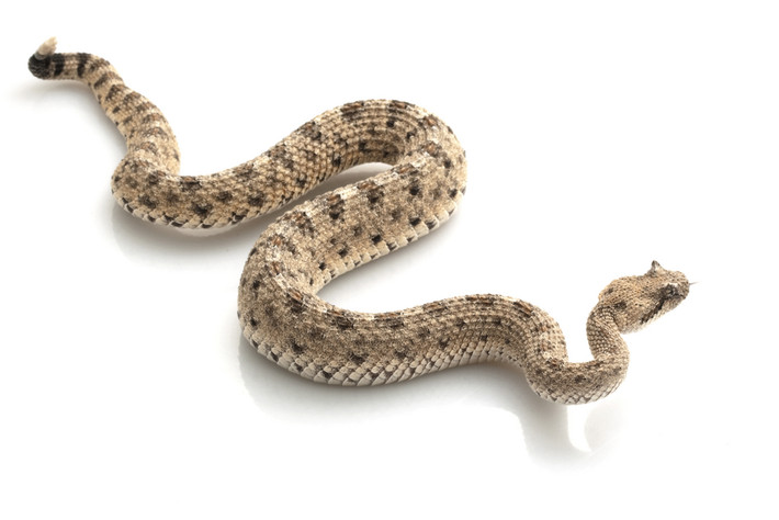 Khi di chuyển, Sidewinder nghiêng cơ thể về một bên, tạo thành hình dạng chữ "S" và đẩy cát ra sau bằng vảy bụng của mình. Nhờ kỹ thuật di chuyển độc đáo này, Sidewinder có thể đạt tốc độ lên đến 18 dặm/giờ (29 km/h) trên cát, nhanh hơn nhiều so với con mồi và kẻ thù.