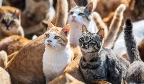 Vì vậy, để giải quyết thảm họa chuột này, cư dân địa phương đã quyết định mời một nhóm mèo để giúp bắt chuột và giải quyết một cuộc khủng hoảng khác thông qua chuỗi thức ăn.