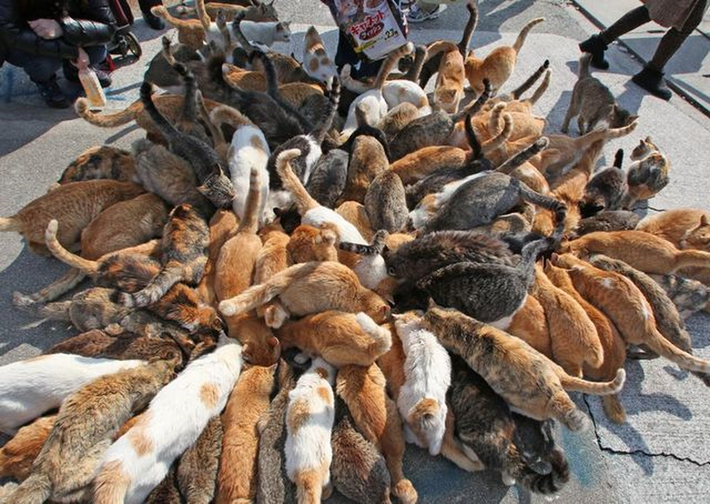 Không phụ lòng mong đợi, sau khi mèo đổ bộ lên đảo, nạn chuột đã được cải thiện đáng kể, chẳng mấy chốc lũ chuột đã bị quét sạch, cuộc sống của cư dân dần trở lại bình thường, nhưng họ không bao giờ nghĩ rằng lũ mèo lại cũng trở thành rắc rối lớn của họ.
