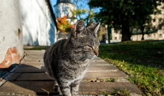 Tất nhiên, đừng quên rằng mèo là thợ săn bẩm sinh, sư tử, chúa sơn lâm và hổ, vua của các loài thú, tất cả đều thuộc họ mèo, và tự nhiên cũng không ngoại lệ. Ví dụ như trên một hòn đảo ở Nhật Bản, đã phải cầu cứu mèo vì lũ chuột quá nhiều, và cuối cùng tất cả những con chuột trên hòn đảo đã bị xóa sổ.