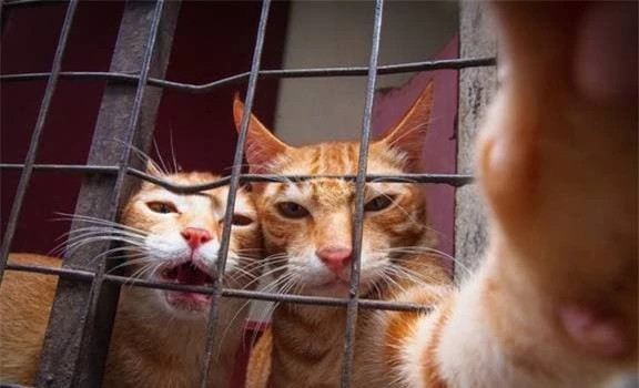 Rồi không biết bạn có để ý thấy hình như người ta nuôi mèo nhiều hơn nuôi chó không, so với sự đeo bám của loài chó thì tính tự lập của mèo dường như được nhiều người ưa chuộng hơn, đặc biệt là trong những năm gần đây việc nuôi mèo đã lây lan như một loại vi-rút cho toàn xã hội.