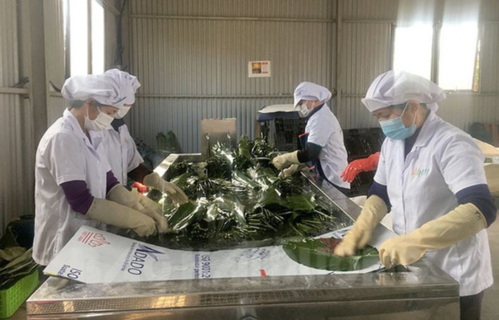 Không chỉ ở thị trường trong nước, thứ lá này còn xuất khẩu sang nước ngoài