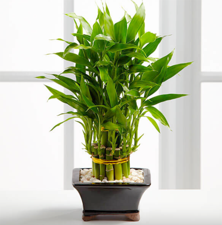 Cây cảnh phát tài phát lộc có thân thẳng đứng, mọc từng nhánh một, giống như những bước chân trên con đường cuộc sống, tượng trưng cho sự tiến bộ không ngừng.