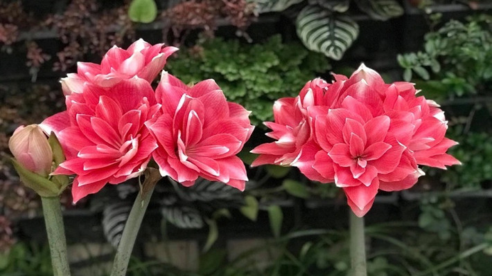 Lan huệ là loài hoa có củ đẹp nhất trong họ Amaryllidaceae. Thân và lá cây lan huệ thẳng đứng, dựng cao khoảng tầm từ 50 đến 70cm và bên trong rỗng, lá cây thì dày, hẹp, phẳng và dài, có vẻ đẹp quyến rũ có thể so sánh với lá lan quân tử.
