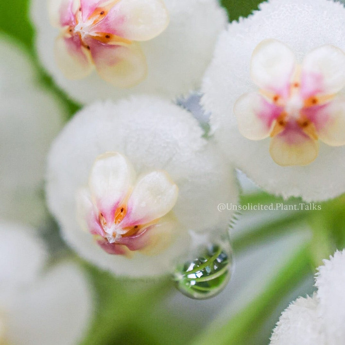 Trong phong thủy, hình vuông, hình chữ nhật hay hình tròn mang ý nghĩa thu hút những năng lượng tích cực, như ý, hoàn hảo, khiến mọi việc trở nên hanh thông, thuận lợi hơn. Ảnh minh họa unsolicitedplanttalks