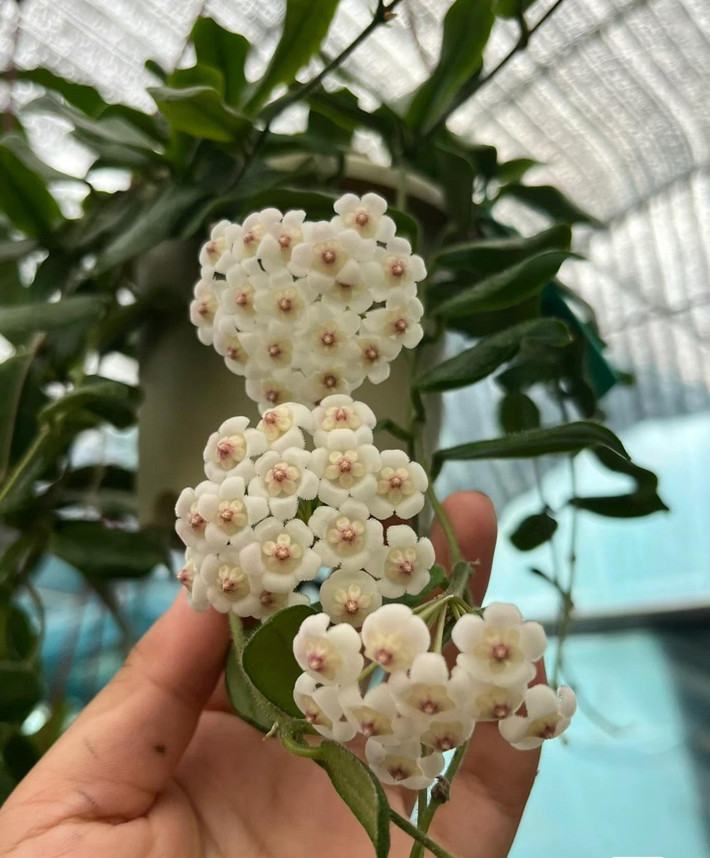 Nó là một giống cây trồng làm vườn tuyệt vời của chi Cẩm cù (Hoya). Cây cảnh này được đặt tên theo hình dạng của lá - một sự độc đáo rất khác biệt với những cây cảnh khác.