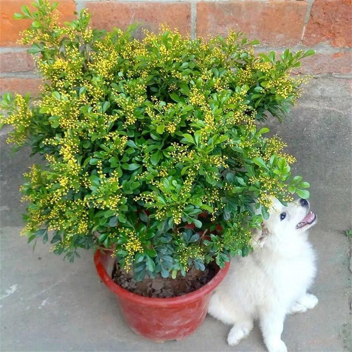 Cứ độ khoảng tháng 4 - tháng 9 mỗi năm, cây ngâu sẽ nở những đóa hoa nhỏ nhắn ở phần nách lá, chỉ lớn khoảng 2mm và thường mọc thành các chùm dài từ 5 - 10cm, mang màu vàng tươi xinh xắn, mùi thơm thoang thoảng, dịu nhẹ.