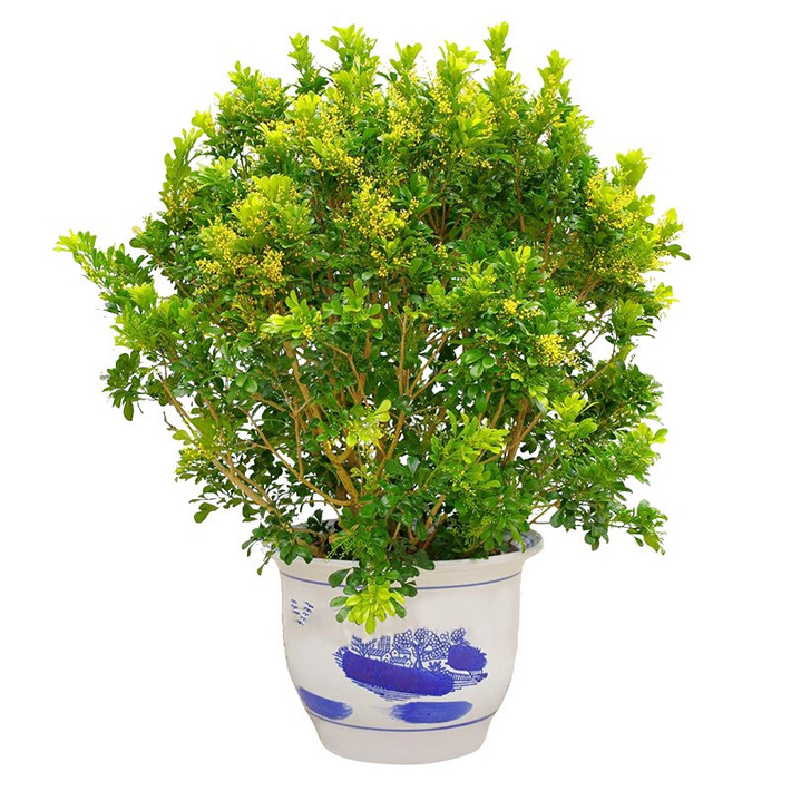 Cây ngâu hay còn được gọi là ngâu ta, tên tiếng Anh là Chinese perfume tree, Chinese rice flower, mock lemon, tên khoa học là Aglaia duperreana, thuộc họ xoan, chi gội.