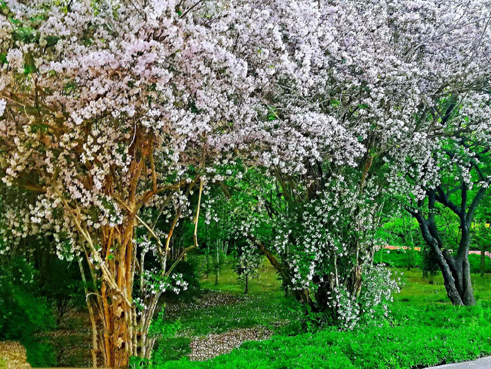 Những bông hoa nở rộ và lộng lẫy, tạo thành những thác hoa, những vòi phun hoa khổng lồ, khiến mọi người như rơi vào trong chuyện cổ tích. Ngắm hoa, bạn sẽ thấy tâm trạng mình như ánh nắng xuân, rực rỡ và tươi sáng.
