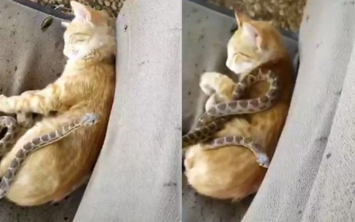 Tuy nhiên, cả hai người đều rất đa mưu túc trí, đặc biệt là người tuổi Tỵ nên nếu hai người kết hôn thì người bị thương phải là người tuổi Mão.