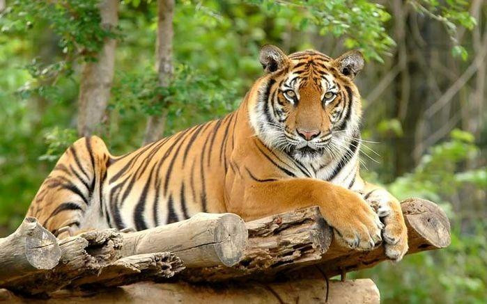 Nếu như trước đó bạn gặp nhiều khó khăn thì tuần mới này tuổi Dần sẽ lấy lại được những điều mình đã đánh mất trước đó. Những nỗ lực của bạn sẽ được đền đáp vô cùng xứng đáng.