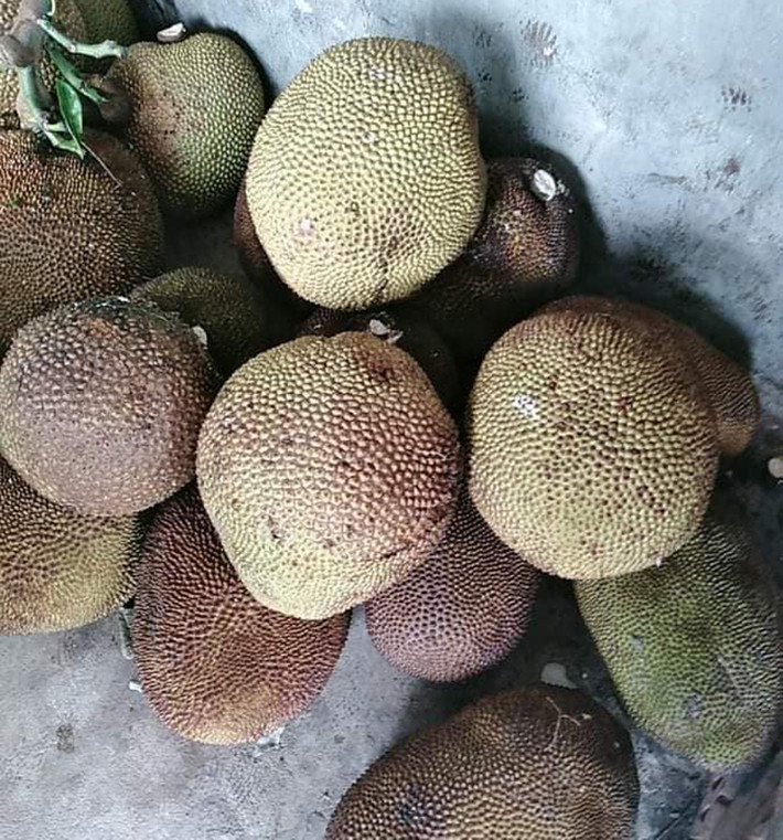 Trước đây, nhà nào cũng trồng ít nhất là vài cây mít trong nhà, quả sai trĩu, vì thế ai cũng chọn mít dai để ăn, còn mít mật thì không ai ngó ngàng