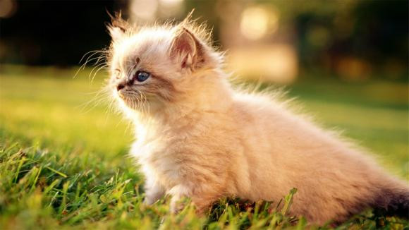 Tuy nhiên, khi bạn ở nhà và mua sắm trực tuyến, hoặc bạn cần mua các nhu cầu thiết yếu hàng ngày, hoặc mua một số sản phẩm yêu thích của bạn, bạn phải hạn chế.