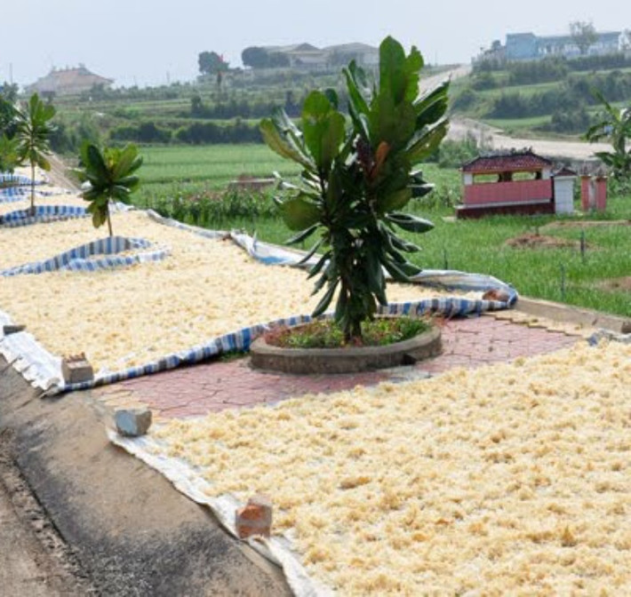Sau khi khai thác từ biển, rau câu được làm sạch cát đá, sau đó đem phơi khô và bán cho thương lái hoặc bán trực tiếp vào đất liền.