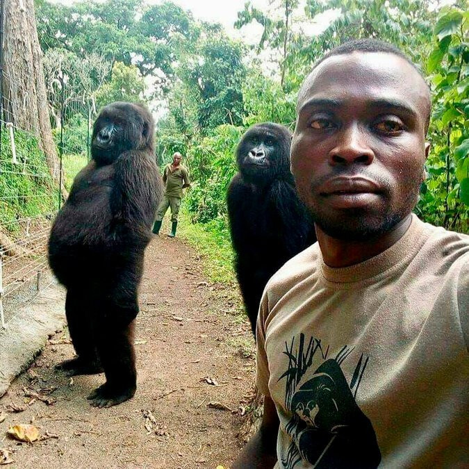 Vào một ngày tháng 4/2019, một người kiểm lâm khác chụp ảnh selfie với Ndakasi (trái) cùng Ndeze. Vẻ mặt tinh nghịch và điệu bộ của hai cô khỉ đột trong ảnh khiến bức ảnh lập tức nổi tiếng trên mạng xã hội. Cả thế giới đều biết tới Ndakasi. Ảnh: Virunga National Park.