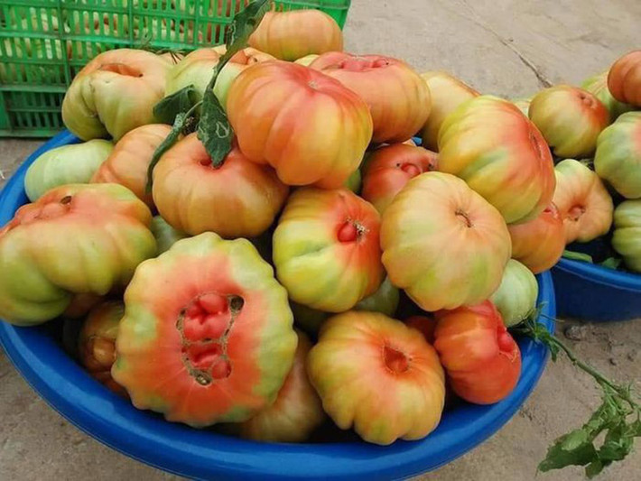 Cà chua múi cũng có 2 loại, một loại nhiều hạt, bột ít và chua hơn. Một loại hạt ít, ngọt và nhiều bột được khách chuộng hơn. Cà chua múi vào mùa ở những tháng cuối năm.