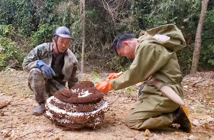 Trên chợ mạng, nhiều người quảng cáo rượu ong bắp cày có tác dụng tăng cường sinh lực cho nam giới và bồi bổ sức khỏe, tuy nhiên thông tin này chưa được kiểm chứng