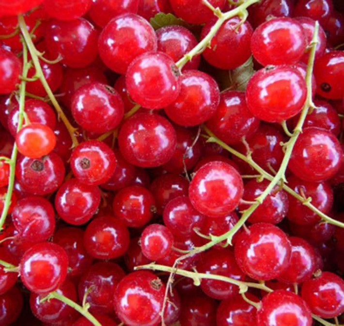 Nho chuỗi ngọc (hay còn gọi là currant) được xem như là loại nho không hạt nhỏ nhất thế giới, có xuất xứ từ Pháp và Đức.