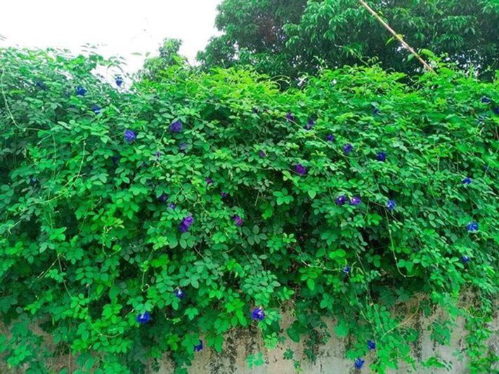 Đậu biếc còn được gọi là đậu hoa tím, bông biếc, là một loài cây leo, thân thảo, sống nhiều năm