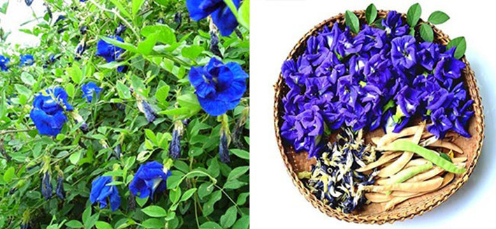 Tuy nhiên, hoa đậu biếc chứa anthocyanin có tác dụng ức chế sự kết tụ tiểu cầu, tăng lưu thông máu, thúc đẩy sự co bóp tử cung nên lưu ý cẩn thận hạn chế dùng trong một số trường hợp: Có thai, đang hành kinh, đang chuẩn bị phẫu thuật, đang dùng thuốc chống đông máu.
