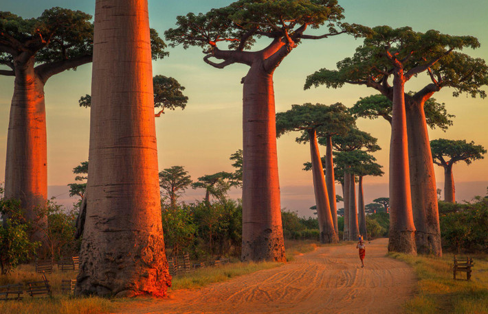 Đại lộ cây baobab, Madagascar: Có 9 loài baobab trên thế giới, 2 loài có nguồn gốc từ lục địa châu Phi, 6 ở Madagascar và một ở Australia, nhưng đại lộ cây baobab nằm dọc con đường đất giữa Morondava và Belon'i Tsiribihina ở Madagascar là nổi tiếng nhất. Những cây baobab biểu tượng này đã 2.800 năm tuổi và được người dân địa phương gọi là reniala ("mẹ của rừng"). Ảnh: Fredrik Stenström.