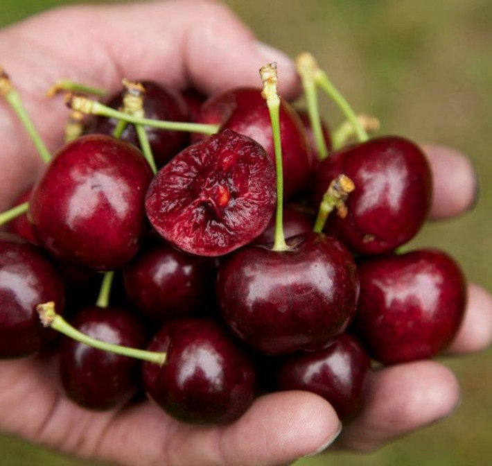 Thế nhưng tại Mỹ và một số quốc gia châu Âu, cherry thường có giá siêu rẻ. Cây cherry được trồng phổ biến dọc đường để tạo bóng mát.