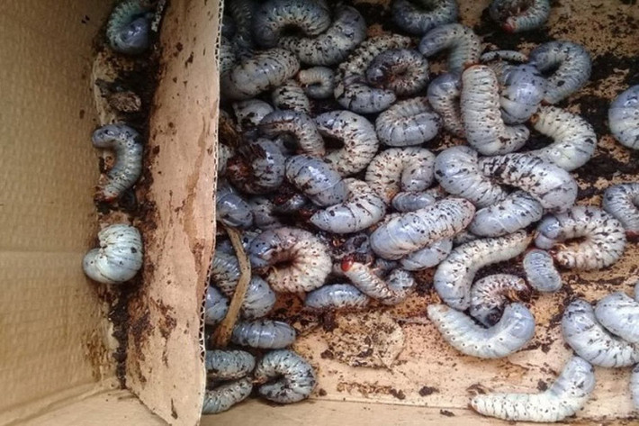 Người dân địa phương tiết lộ, chỉ cần nhìn thấy những cây lạc, cây ngô hay lau lách dọc bờ sông bị héo lá thì có khả năng rất cao sùng đất đang quanh quẩn dưới gốc.