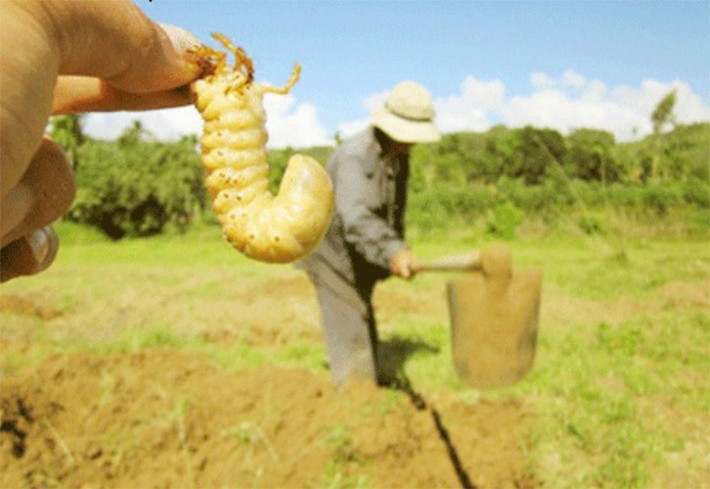 Sùng đất trưởng thành vào mùa mưa, độ giữa tháng 8 cho đến hết tháng 12 (âm lịch).
