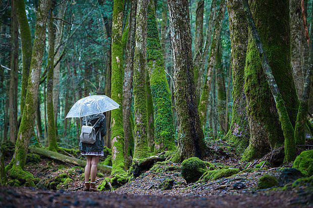 1. Rừng Aokigahara: Nếu nói đến một nơi ám ảnh nhất ở Nhật Bản, có lẽ cái tên Aokigahara được nhắc đến đầu tiên. Được biết đến với một cái tên khác là “rừng tự sát”, đây cũng là nơi thống kê có số người tự sát cao thứ hai trên thế giới.