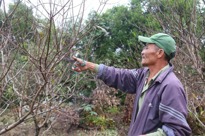 Với những cành già, ông Thông dùng kéo để cắt tỉa.
