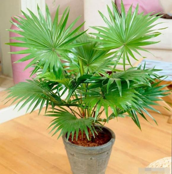 Nhà phố trồng cây cọ cảnh mang đến sự thịnh vượng: Cây cọ còn được gọi là cây cọ cảnh. Trên thực tế, chúng rất phổ biến trong số các loại cây cảnh hoặc cây xanh.