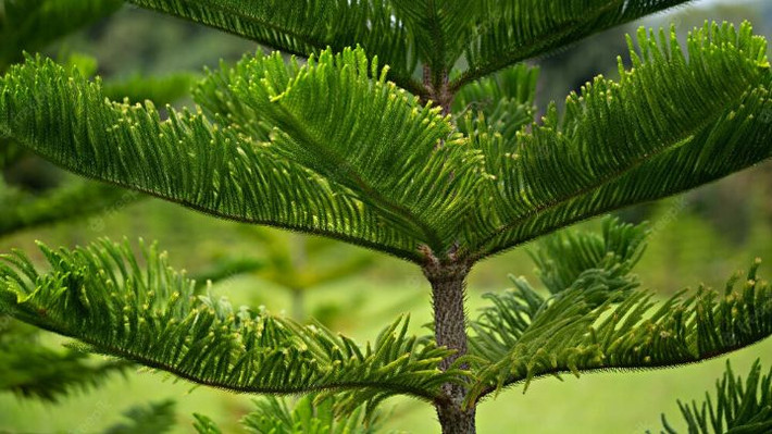 Ngoài ra, cây bách trưởng thành xum xuê, có thể tạo bóng râm cho sân nhà vào mùa hè. Nhưng vì cây quá cao, nếu quanh năm suốt tháng che khuất ánh sáng mặt trời vào sân sẽ ảnh hưởng đến sức khỏe gia đình.