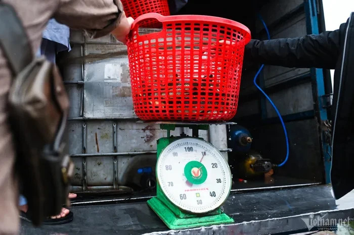 Gần 7 tạ cá gồm cá rô, chép, trê và trôi được phóng sinh lần này. Cá mua từ trại cá giống và do Cục Thủy sản hướng dẫn lựa chọn.