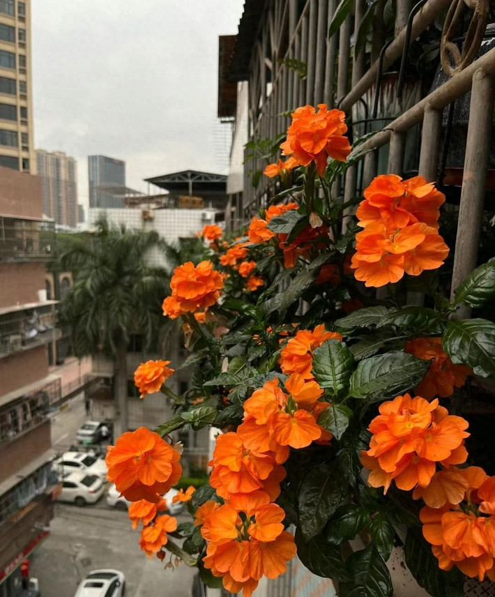 Hơn nữa, cây cảnh này có màu sắc, tên gọi mang lại may mắn và tài lộc nên được nhiều người ưa chuộng trồng trong nhà, giúp tăng thêm năng lượng dương cho gia đình, thu hút tài lộc.