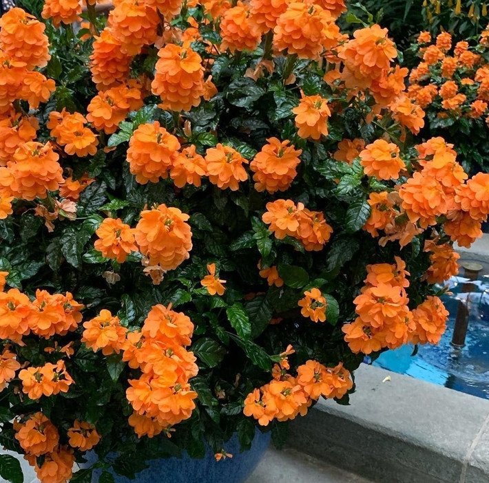 Loài hoa này cũng tượng trưng cho tình yêu chân thành, tượng trưng cho sự đoàn kết vĩnh cửu và không bao giờ chia ly, đồng thời còn là biểu tượng của sự dịu dàng, ngọt ngào giữa bạn bè.