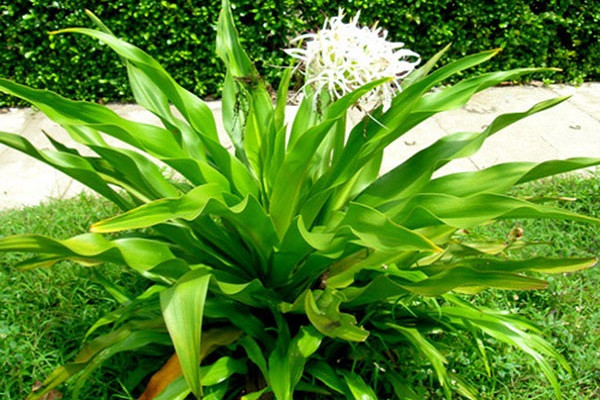 Cây cảnh này ngày xưa thường được trồng ở vườn nhà, bờ rào, ven bờ ao... Ngày nay, chúng được trồng làm viền cây xanh ở nhiều công trình công cộng. Chỉ cần cắm 1 củ xuống, sau 1 thời gian bạn sẽ có bụi đại tướng quân xanh tươi, hoa nở thơm ngát.