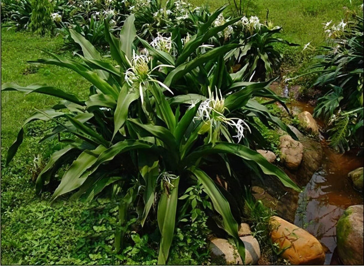 Hoa của chúng đặc biệt rất nổi bật, thường là 2 màu là trắng và đỏ. Thời gian nở hoa thường rơi vào tháng 3 - 7 hằng năm. Thời gian nở hoa mạnh nhất của cây cảnh này là từ mùa hè đến mùa thu, nhưng ở những nơi rất ấm áp chúng có thể nở quanh năm.