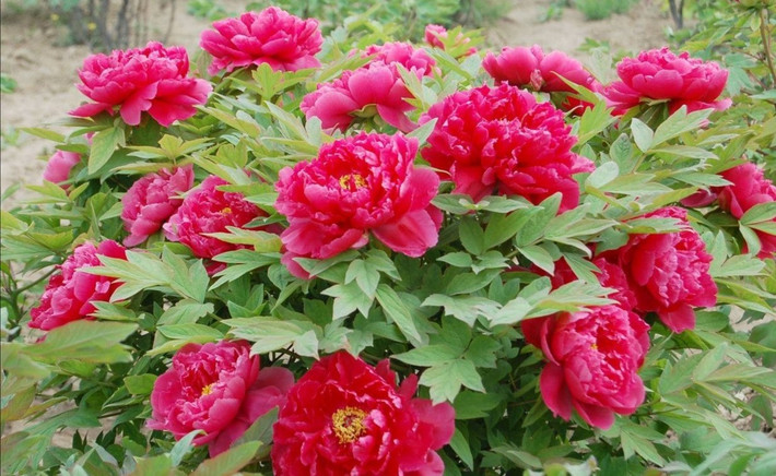 Mẫu đơn, tên khoa học là Paeonia, là chi duy nhất trong họ Mẫu đơn (Paeoniaceae). Đúng như tên gọi của nó, hoa mẫu đơn được mệnh danh là vua của các loài hoa bởi sự sang trọng và thanh lịch, duyên dáng và xinh đẹp. Các cánh hoa được bọc thành nhiều lớp và có màu sắc phong phú.