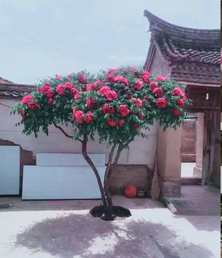 ##ss###style="font-size: 16px; text-align: justify;">Vì màu sắc, hình dáng, hương thơm xuất sắc về mọi mặt nên loài hoa này được ca tụng là “bông hoa phú quý”. Ngôn ngữ của hoa mẫu đơn là tình cảm, phú quý, cát tường, hạnh phúc, duyên dáng và huy hoàng, vẻ đẹp dân tộc và hương thơm thiên đường.