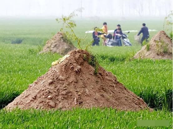 Di dời mộ cũng là một công việc tốn nhiều thời gian và sức lực, một thầy phong thủy giỏi vẫn cần có sự hướng dẫn trong quá trình di chuyển mộ. Vậy trong trường hợp nào mộ sẽ được chuyển đi?