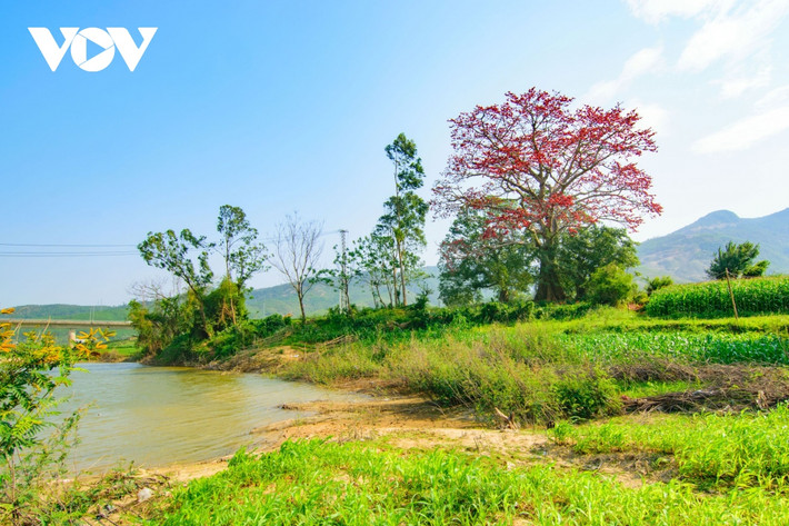 Đẹp ngỡ ngàng cây Gạo cổ thụ nở hoa giữa bãi bồi sông Vu Gia